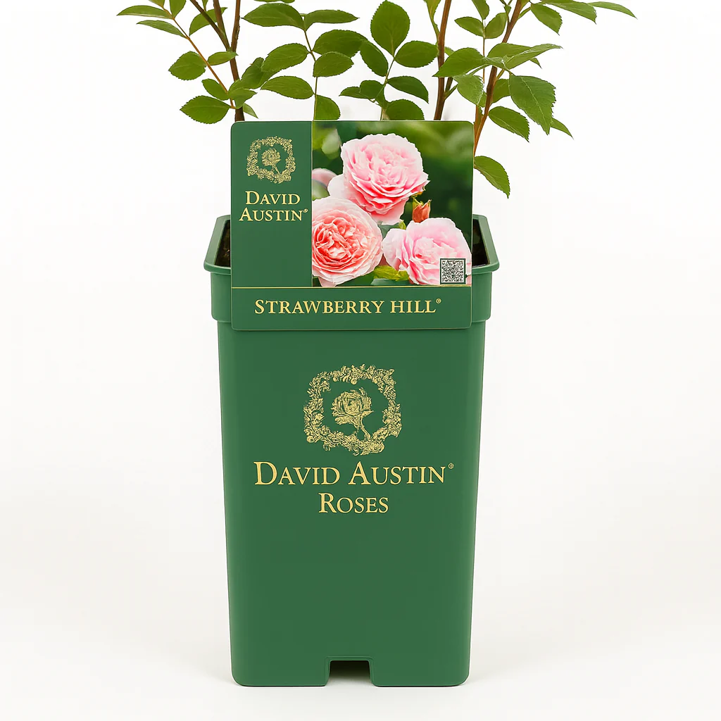 Miniatuur 5