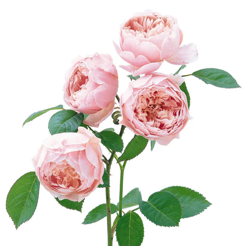 Miniatuur 3