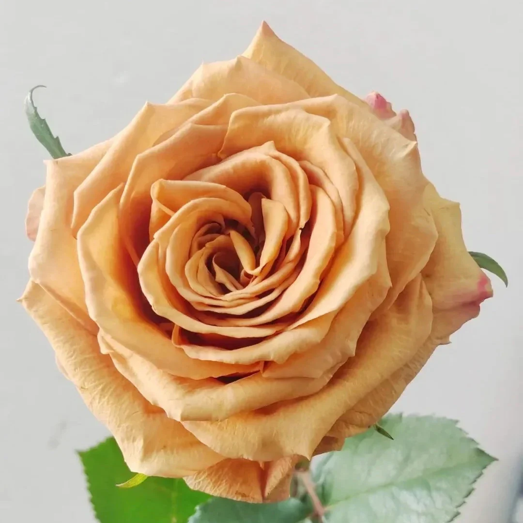 Miniatuur 2