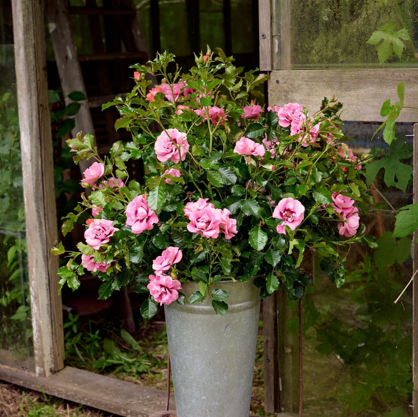 Miniatuur 2