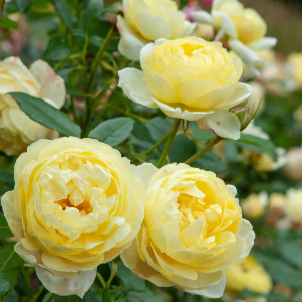 Miniatuur 3