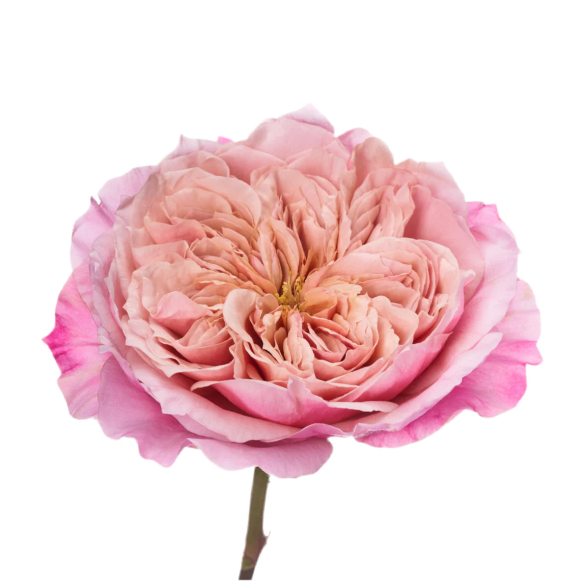 Miniatuur 3