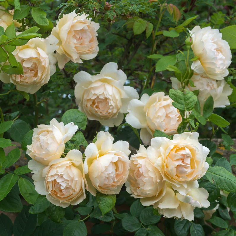 Miniatuur 4
