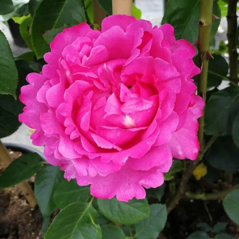 Miniatuur 3